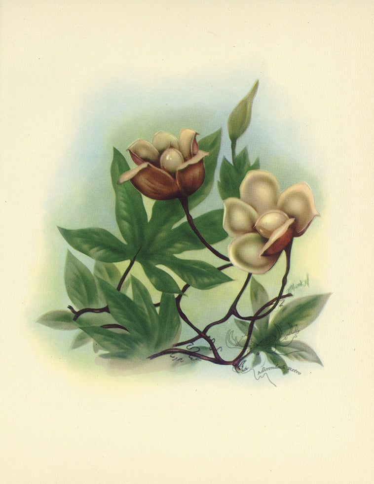 1947 Wood Rose Hawaiian Flower Print - T.J. Mundorff at Adirondack Retro