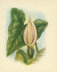 1947 Ape Hawaiian Flower Print - T.J. Mundorff at Adirondack Retro
