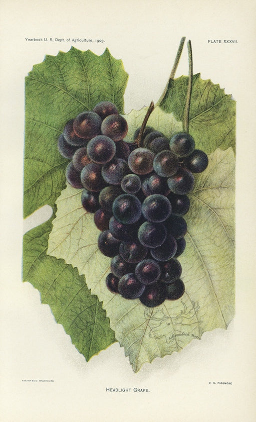 1903 Headlight Grape Antique USDA Fruit Print - D.G. Passmore at Adirondack Retro
