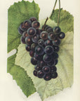 1903 Headlight Grape Antique USDA Fruit Print - D.G. Passmore at Adirondack Retro