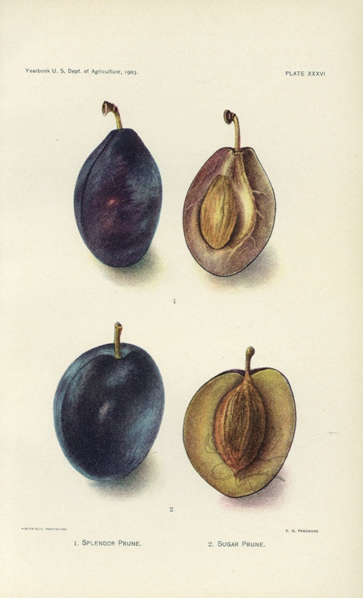 1903 Splendor Prune and Sugar Prune Antique USDA Fruit Print - D.G. Passmore at Adirondack Retro