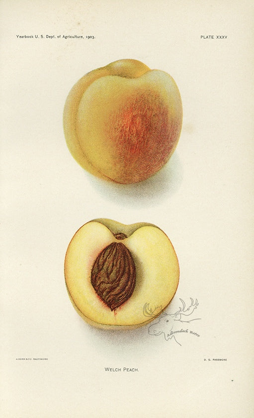 1903 Welch Peach Antique USDA Fruit Print - D.G. Passmore at Adirondack Retro
