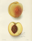 1903 Welch Peach Antique USDA Fruit Print - D.G. Passmore at Adirondack Retro