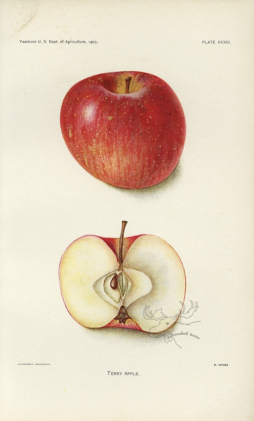 1903 Terry Apple Antique USDA Fruit Print - B. Heiges at Adirondack Retro
