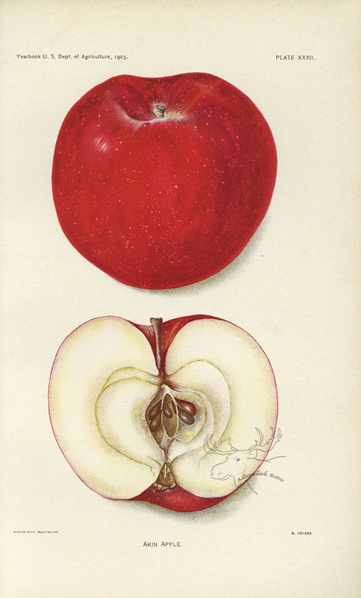 1903 Akin Apple Antique USDA Fruit Print - B. Heiges at Adirondack Retro