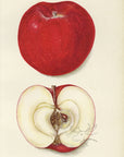 1903 Akin Apple Antique USDA Fruit Print - B. Heiges at Adirondack Retro