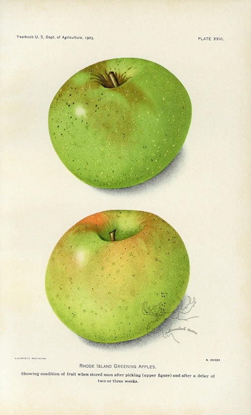 1903 Rhode Island Greening Apples Antique USDA Fruit Print - B. Heiges at Adirondack Retro