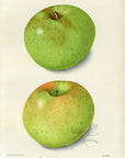 1903 Rhode Island Greening Apples Antique USDA Fruit Print - B. Heiges at Adirondack Retro