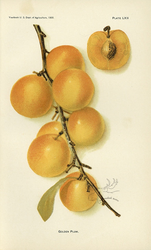1905 Golden Plum Antique USDA Fruit Print at Adirondack Retro