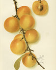 1905 Golden Plum Antique USDA Fruit Print at Adirondack Retro
