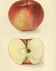 1905 Carson Apple Antique USDA Fruit Print - D.G. Passmore at Adirondack Retro
