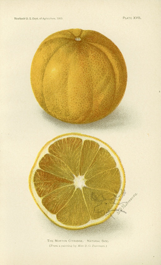 1905 The Morton Citrange Antique USDA Fruit Print - D.G. Passmore at Adirondack Retro
