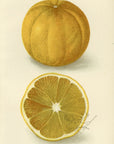 1905 The Morton Citrange Antique USDA Fruit Print - D.G. Passmore at Adirondack Retro