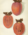 1912 Ormond Persimmon Antique USDA Fruit Print - A.A. Newton at Adirondack Retro