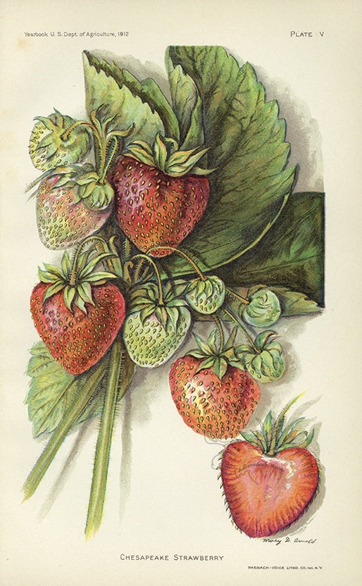 1912 Chesapeake Strawberry Antique USDA Fruit Print - Mary D. Arnold at Adirondack Retro