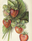 1912 Chesapeake Strawberry Antique USDA Fruit Print - Mary D. Arnold at Adirondack Retro