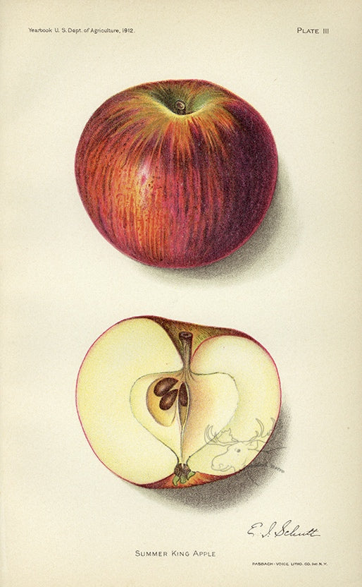 1912 Summer King Apple Antique USDA Fruit Print - E.I. Schutt at Adirondack Retro
