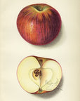 1912 Summer King Apple Antique USDA Fruit Print - E.I. Schutt at Adirondack Retro