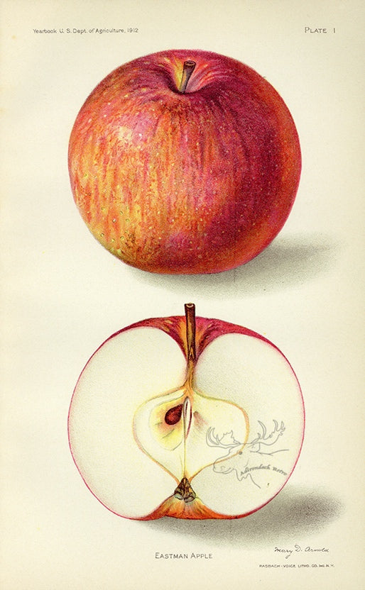 1912 Eastman Apple Antique USDA Fruit Print - Mary D. Arnold at Adirondack Retro
