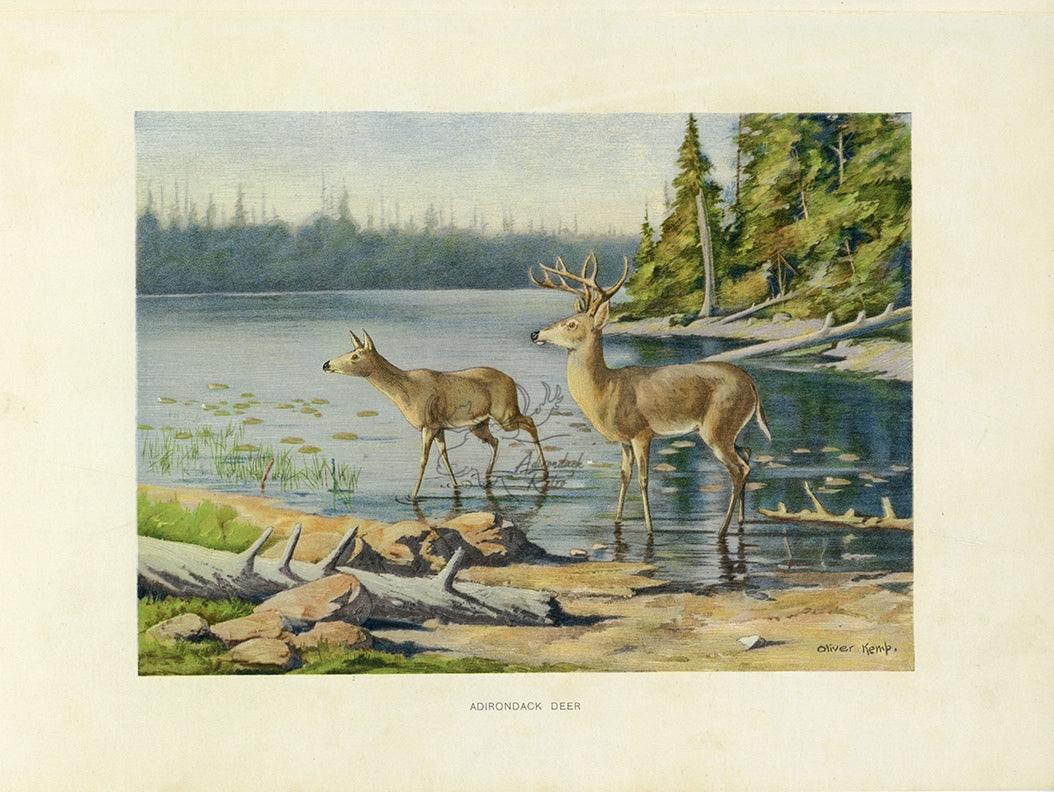 1902 Adirondack Deer - Oliver Kemp Antique Print at Adirondack Retro