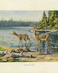 1902 Adirondack Deer - Oliver Kemp Antique Print at Adirondack Retro