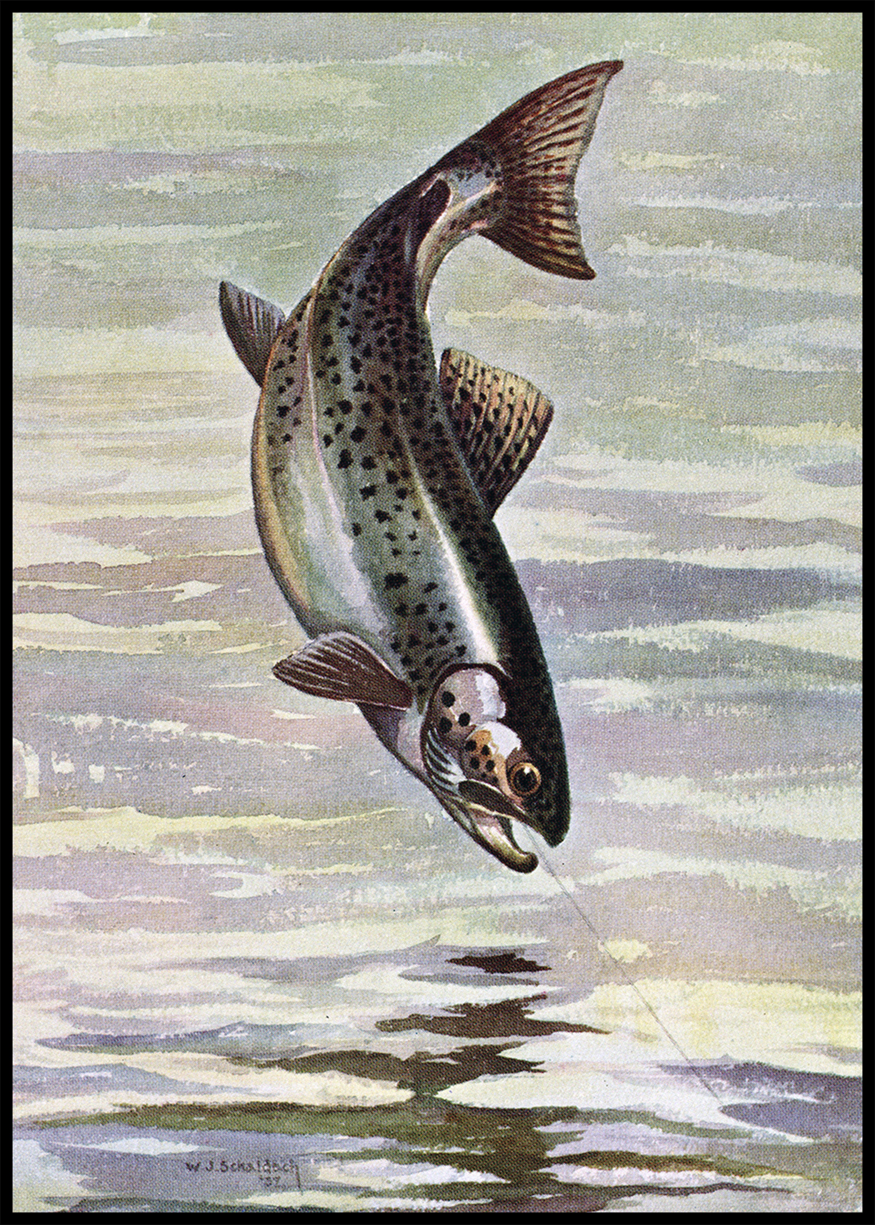 Antique Fish Prints at Adirondack Retro
