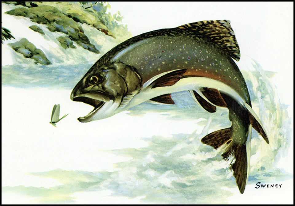 Fred Sweney Vintage Fish Prints at Adirondack Retro