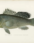 Antique Sea Bass Print by Sherman F. Denton at Adirondack Retro