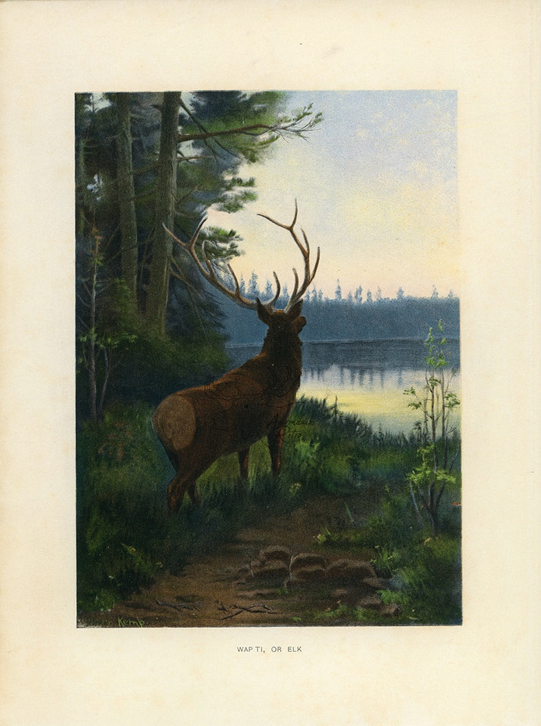1902 Antique Oliver Kemp Wapiti or Elk Print at Adirondack Retro
