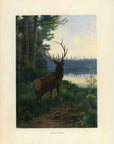 1902 Antique Oliver Kemp Wapiti or Elk Print at Adirondack Retro