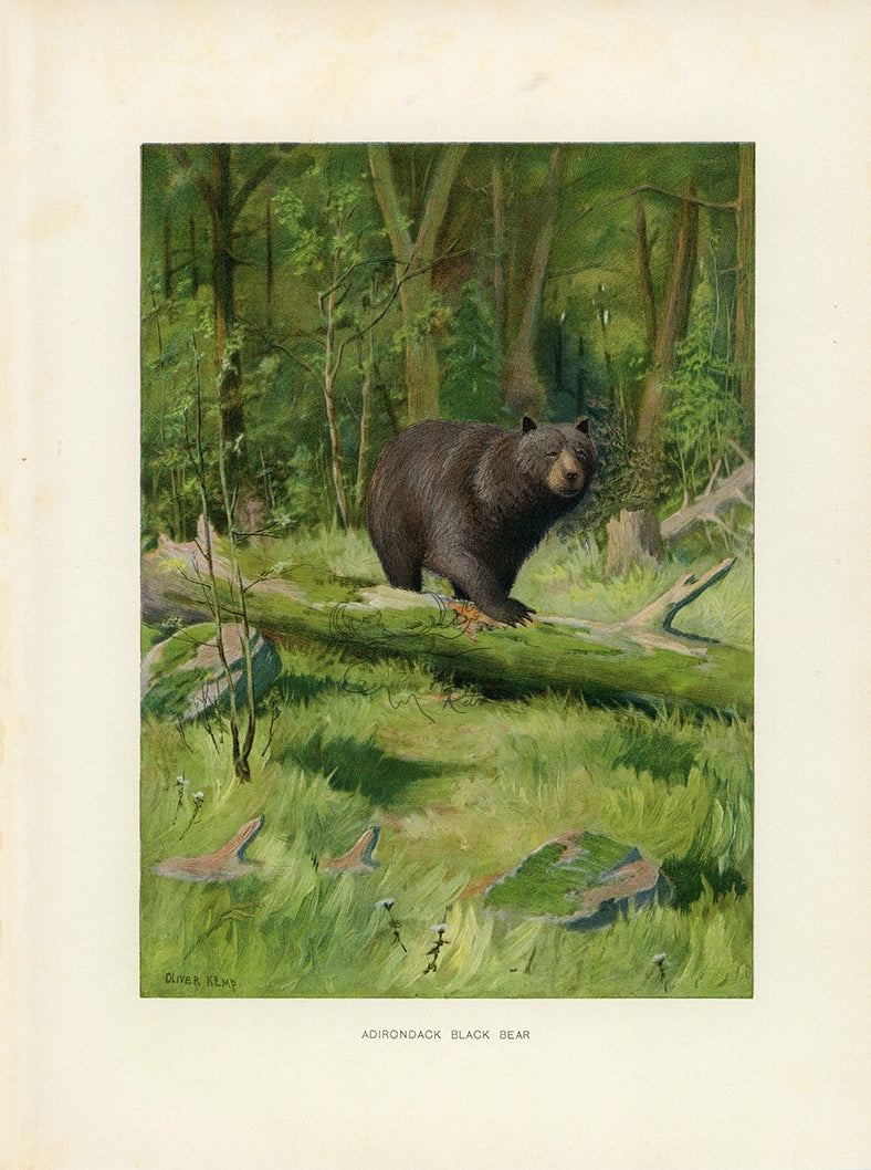 1902 Adirondack Black BEar - Oliver Kemp Antique Print at Adirondack Retro