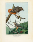 1902 American Red-Tailed Hawk and Cooper's Hawk - Antique Louis Agassiz Fuertes Bird Print at Adirondack Retro