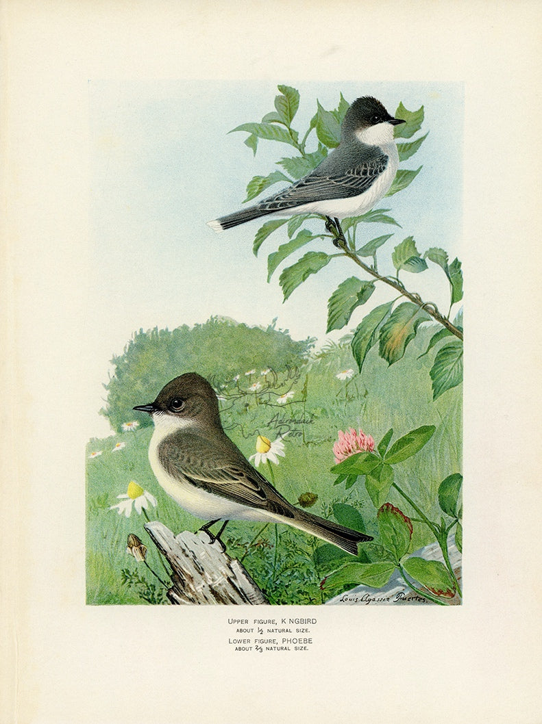 1902 Kingbird and Phoebe - Antique Louis Agassiz Fuertes Bird Print at Adirondack Retro