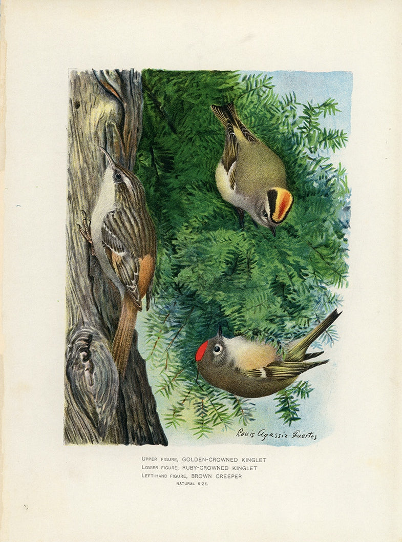 1902 Golden-Crowned Kinglet, Ruby-Crowned Kinglet and Brown Creeper - Antique Louis Agassiz Fuertes Bird Print at Adirondack Retro