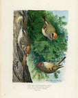 1902 Golden-Crowned Kinglet, Ruby-Crowned Kinglet and Brown Creeper - Antique Louis Agassiz Fuertes Bird Print at Adirondack Retro