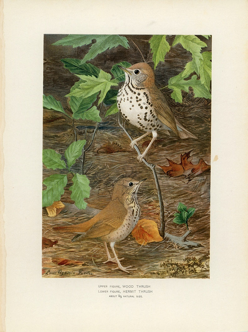 1902 Wood Thrush and Hermit Thrush - Antique Louis Agassiz Fuertes Bird Print at Adirondack Retro