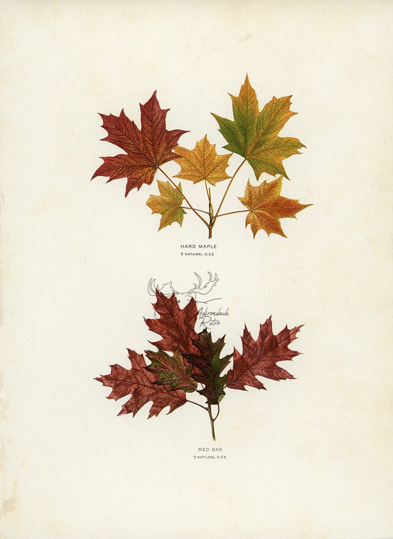 1902 Antique Fall Leaves Print - Hard Maple and Red Oak at Adirondack Retro