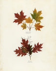 1902 Antique Fall Leaves Print - Hard Maple and Red Oak at Adirondack Retro