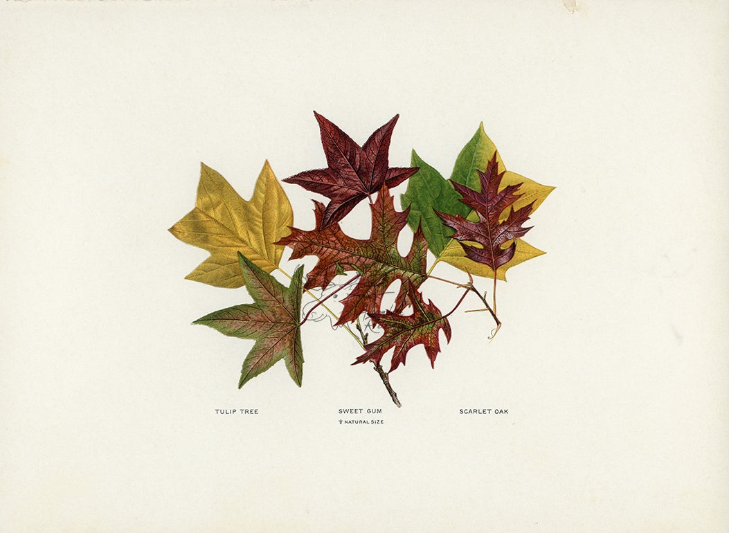 1902 Antique Fall Leaves Print - Tulip Tree, Sweet Gum and Scarlet Oak Leaves at Adirondack Retro