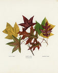 1902 Antique Fall Leaves Print - Tulip Tree, Sweet Gum and Scarlet Oak Leaves at Adirondack Retro