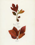 1902 Antique Fall Leaves Print - Sassafras and Pepperidge Leaves at Adirondack Retro