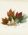 1902 Antique Fall Leaves Print - Red Maple, Tamarack and White Pine Leaves at Adirondack Retro