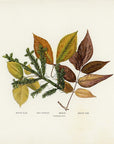 1902 Antique Fall Leaves Print - White Elm, Red Spruce, Beech and White Ash Leaves at Adirondack Retro