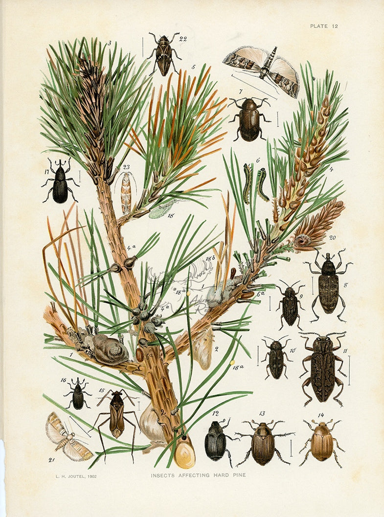 1902 Insects Affecting Hard Pine Antique Print - L.H. Joutel at Adirondack Retro