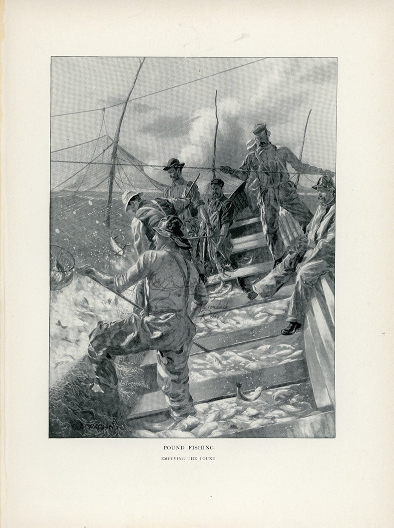 1902 Pound Fishing - Emptying The Pound Antique Henry Sumner Watson Print at Adirondack Retro
