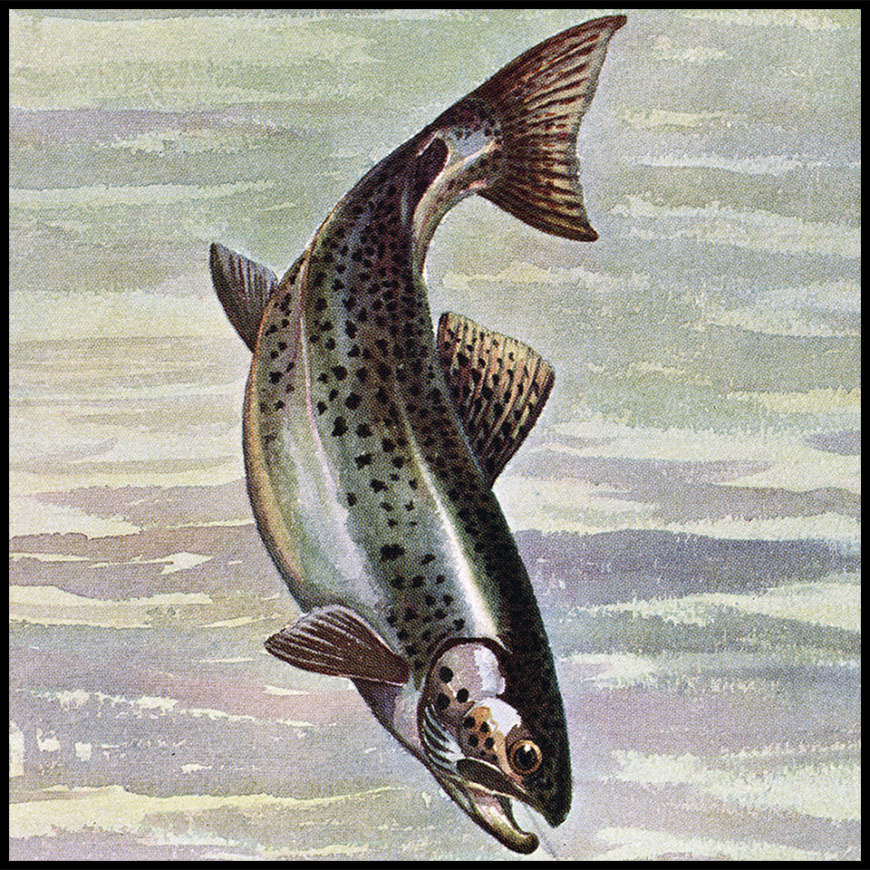 Limited Edition Giclee Fish Prints at Adirondack Retro