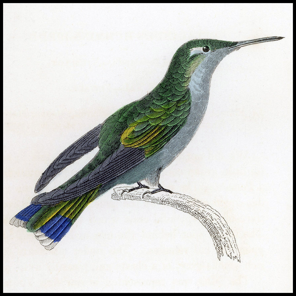 Antique Hummingbird Prints at Adirondack Retro