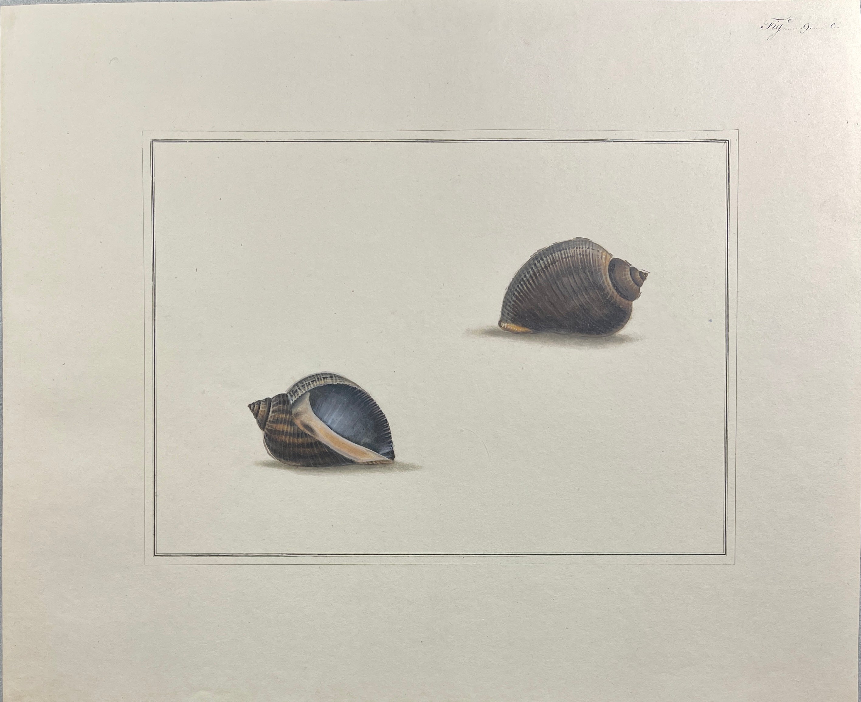 Thomas Martyn 1784 Original Scoop Buccin Shell Print Plate 9 - Found at New Zealand - Hand-Colored Tipped-In Engraving at Adirondack Retro
