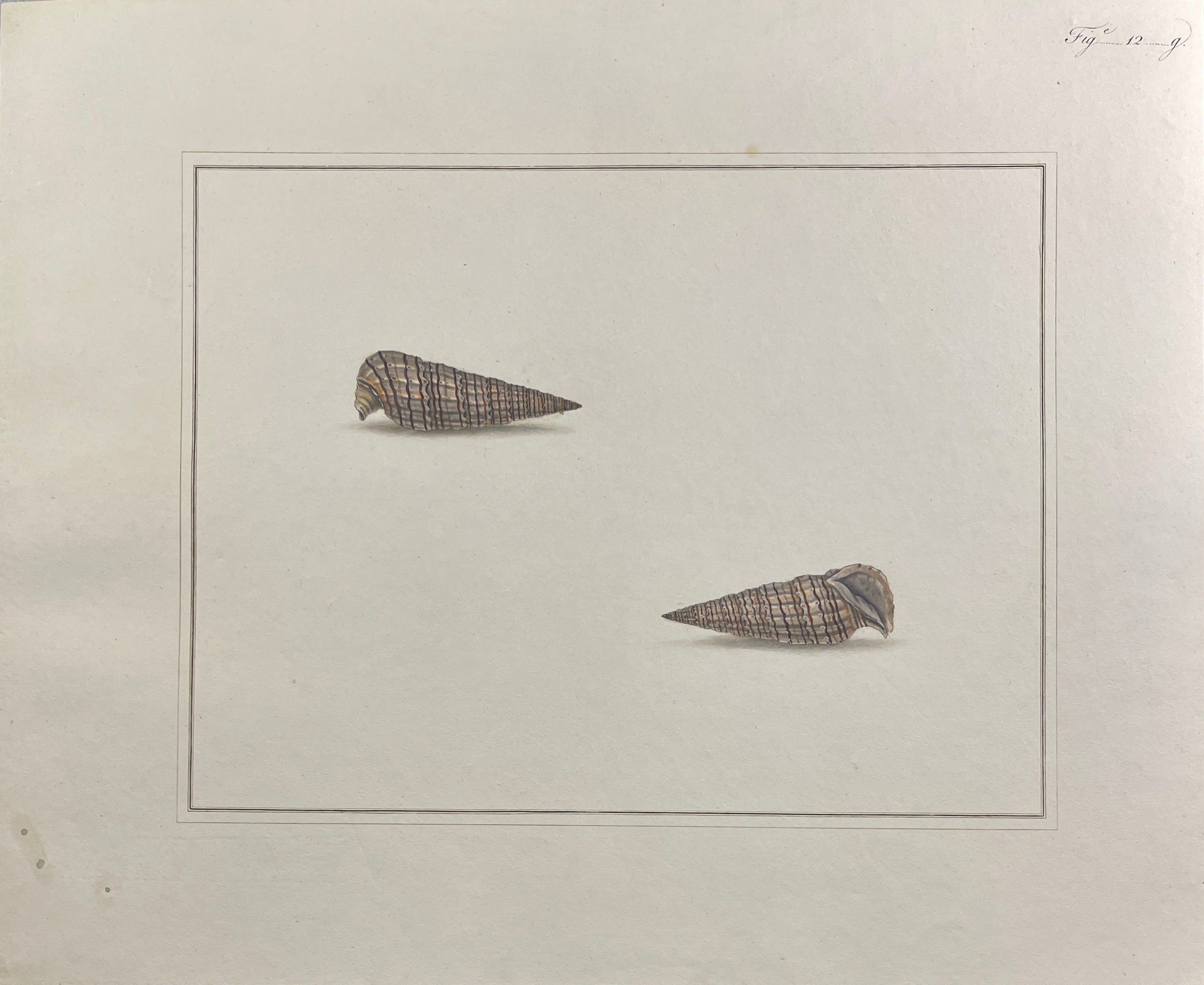 Thomas Martyn 1784 Original Crinkled Club Shell Print Plate 12 - Found at Friendly Isles - Hand-Colored Tipped-In Engraving at Adirondack Retro