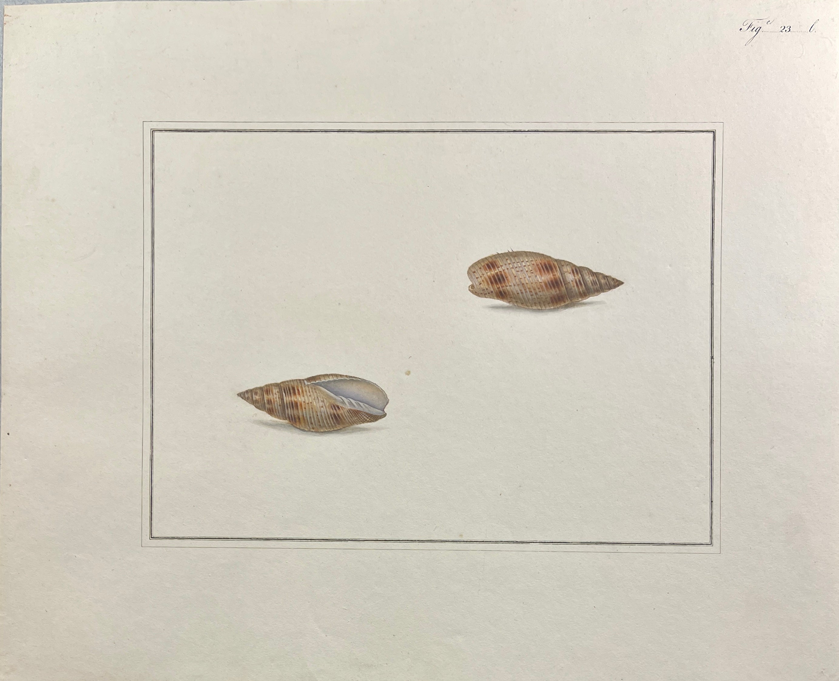 Thomas Martyn 1784 Original Clouded Mitre Shell Print Plate 23 - Found at Friendly Isles - Hand-Colored Tipped-In Engraving at Adirondack Retro